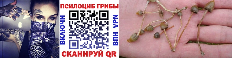 ссылка на мегу онион  что такое   Мензелинск  Псилоцибиновые грибы Psilocybe 